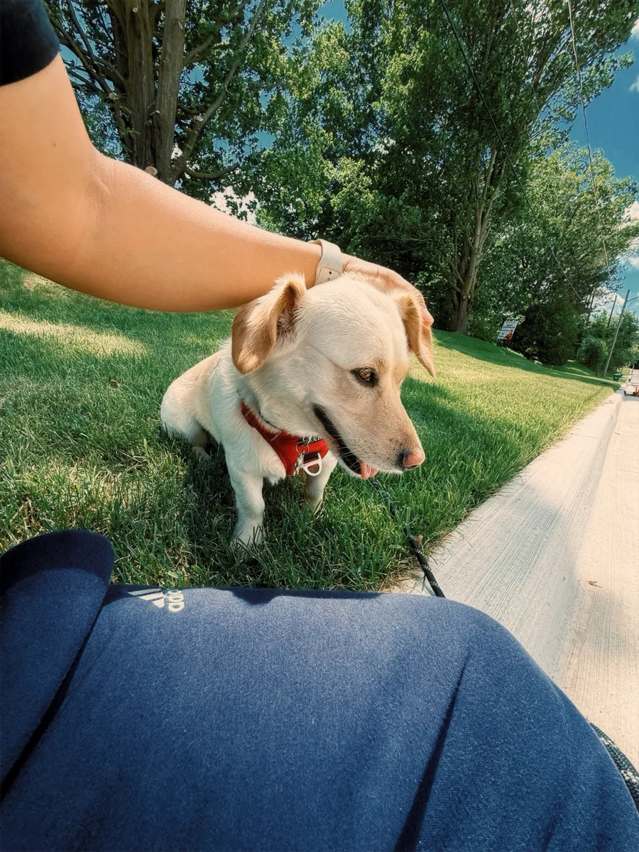 Stella lying in park grass, gently petted, on a bright green afternoon