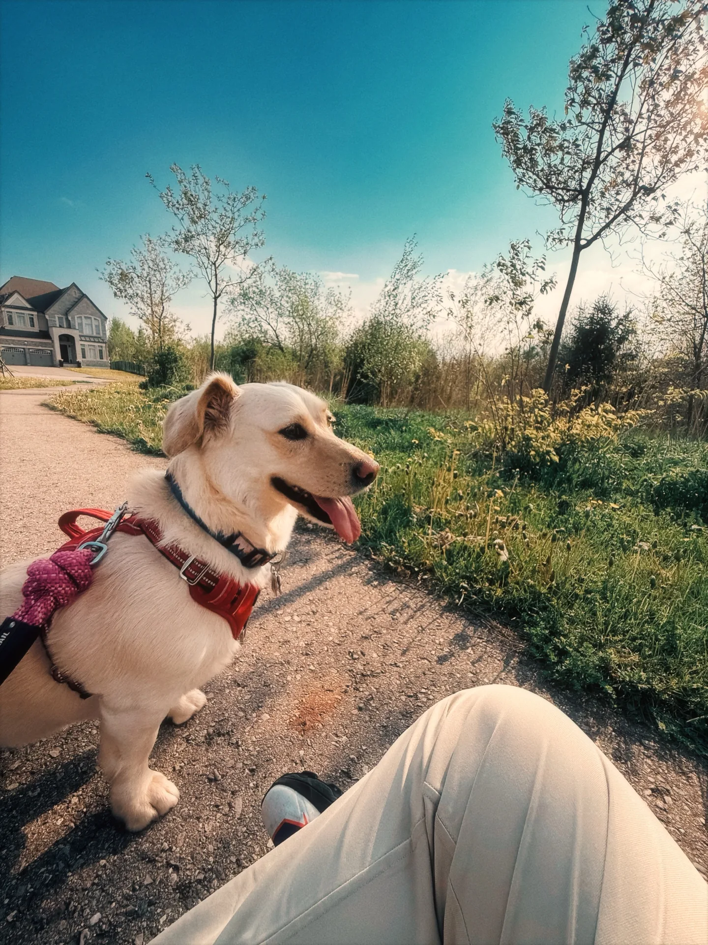 Stella sitting on a gravel trail beside spring wildflowers, tongue out, under a deep blue sky