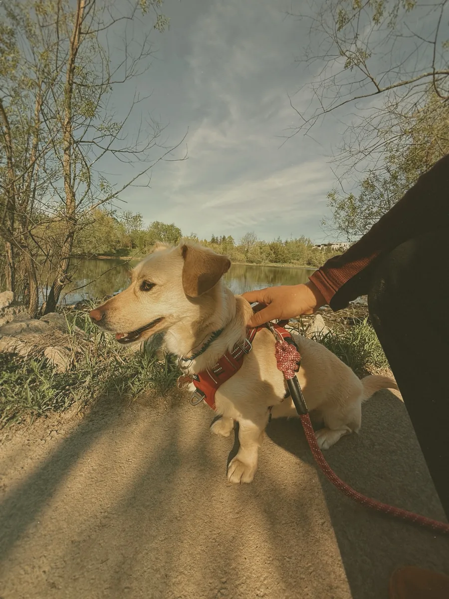 Stella sitting on the trail beside the lake in soft amber evening light