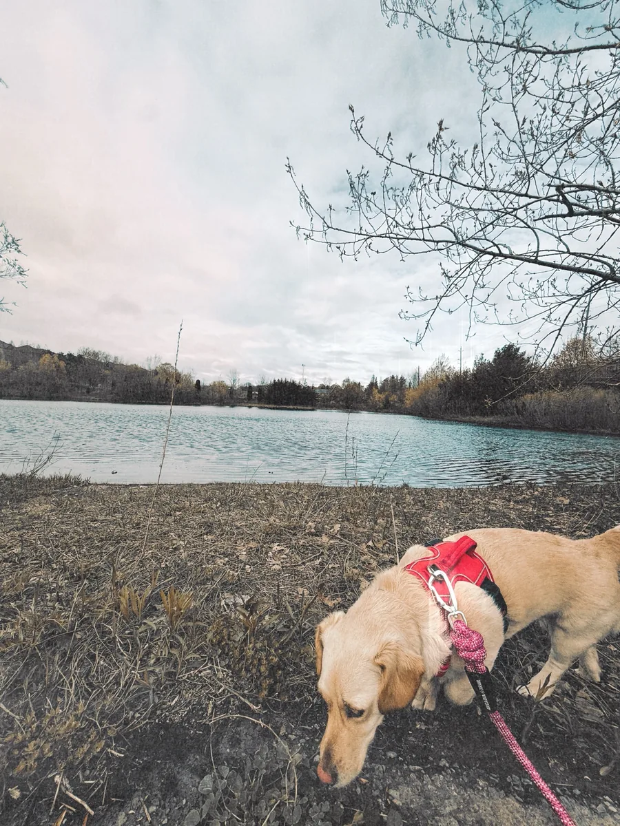 Stella sniffing the grassy shore of a lake under an overcast sky