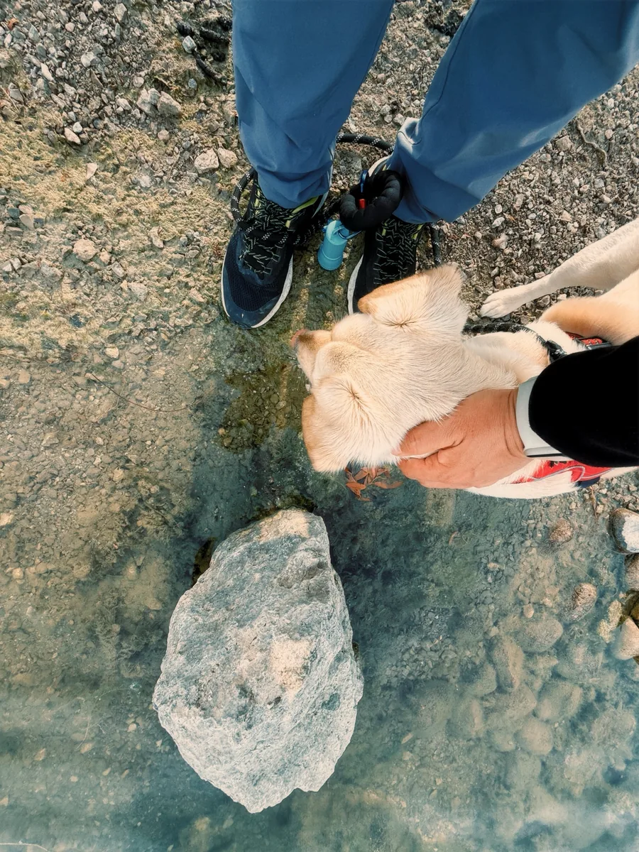 Stella investigating a pale stone on wet ground, nose down, completely absorbed