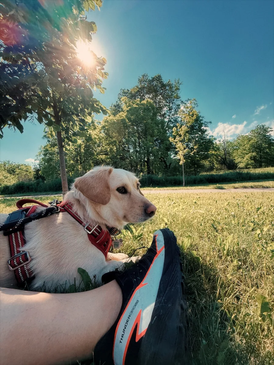 Stella in summer grass with the sun flaring through a tree above her