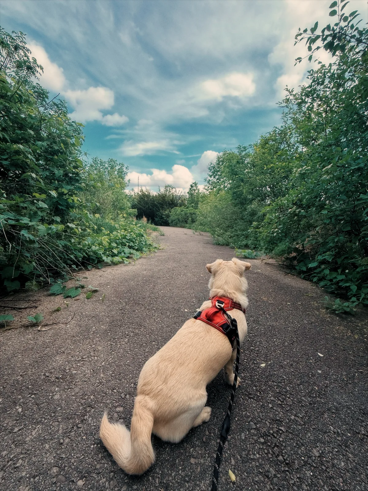 Stella looking back on a quiet forest path